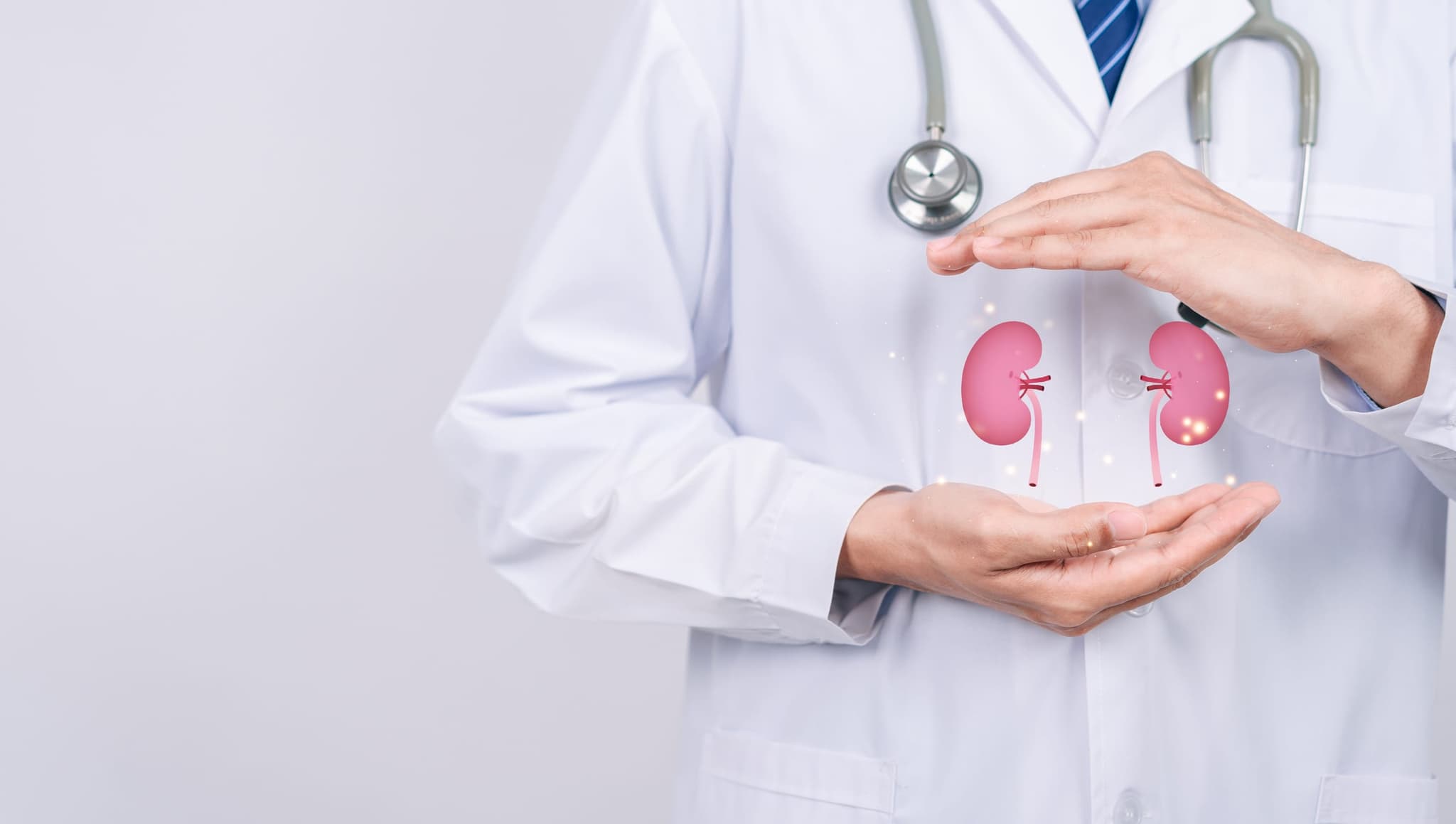 Una médica examinando una visualización digital en 3D de un riñón durante una consulta